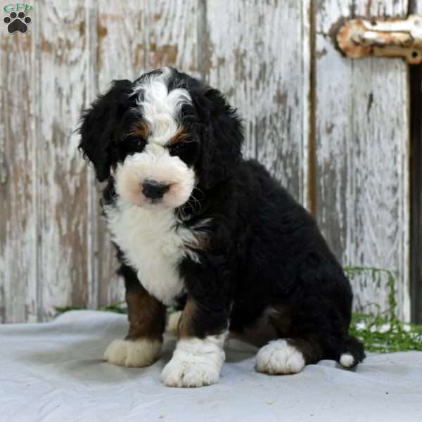 Clayton, Mini Bernedoodle Puppy